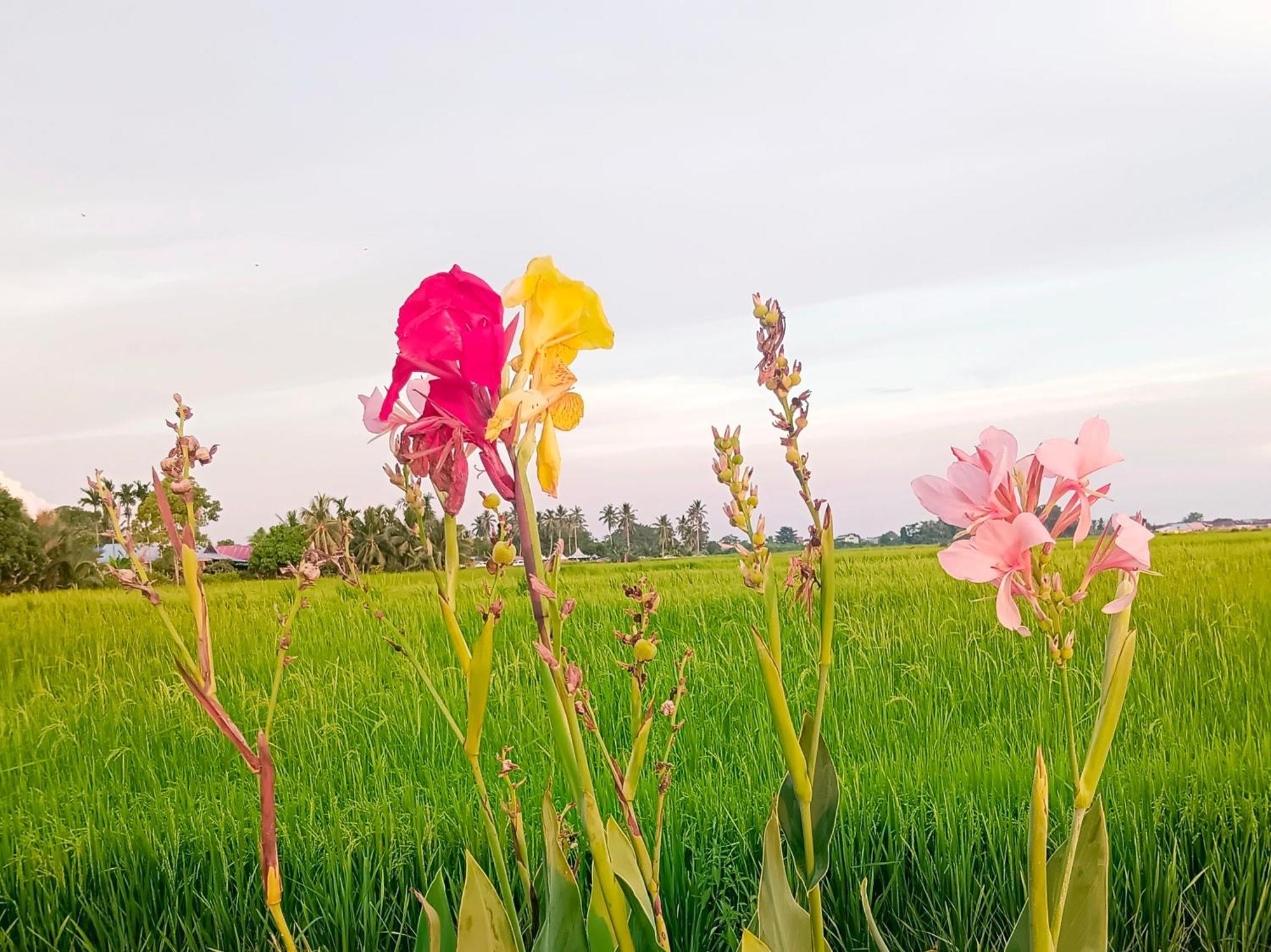 Kurau Inn Farmstay Kuala Kurau المظهر الخارجي الصورة