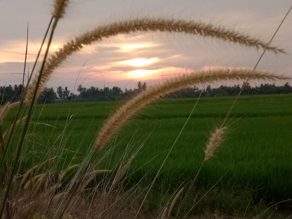 Kurau Inn Farmstay Kuala Kurau المظهر الخارجي الصورة